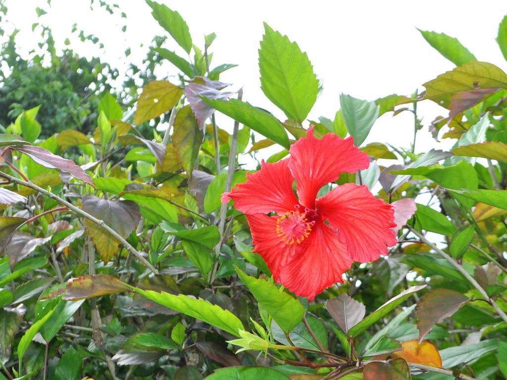 Nakijin No Yado Hibiscus Hotel Kültér fotó